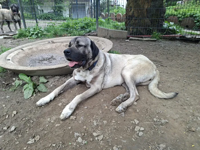 Ein großer, hellbrauner Kangal-Hund liegt im Freien auf dem Boden, die Zunge hängt heraus. Im Hintergrund sind ein Zaun, weitere Hunde und ein Baumstumpf zu sehen.