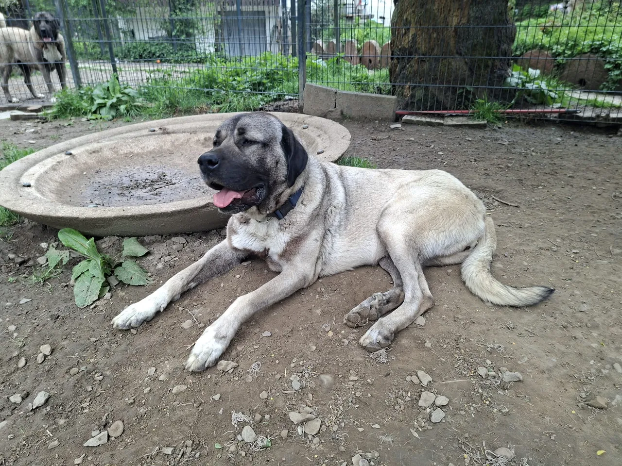 Beiger Kangal-Hund liegt im Freien mit geöffnetem Maul und hängender Zunge auf dem Boden. Im Hintergrund ein Wasserbecken und weitere Hunde im Gehege.