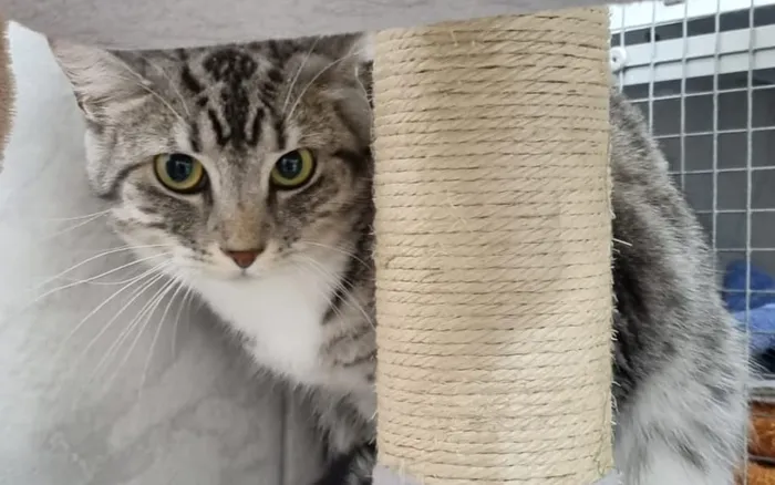 Getigerte Katze mit gelben Augen blickt aus einem Katzenbett hervor, neben einem Kratzbaum.