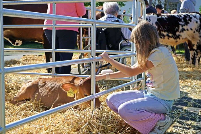 Ein Mädchen kniet und streichelt ein braunes Kalb, das auf Stroh liegt, hinter einem Metallzaun.