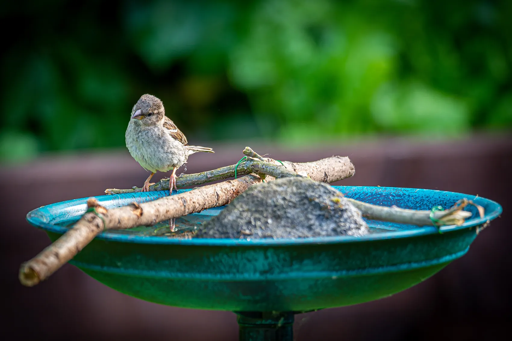 Ein kleiner Sperling sitzt auf einem Ast in einer blauen Vogeltränke mit Sand und Zweigen. Im Hintergrund ist grünes Laub zu sehen.