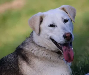 Weiß-grauer Hund mit heraushängender Zunge, entspannt in die Kamera blickend.