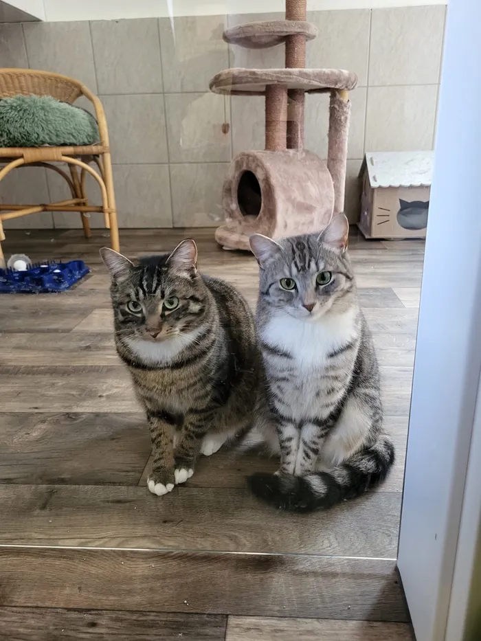 Zwei getigerte Katzen sitzen nebeneinander auf einem Holzboden und blicken in die Kamera. Im Hintergrund steht ein Kratzbaum und ein Katzenhaus.