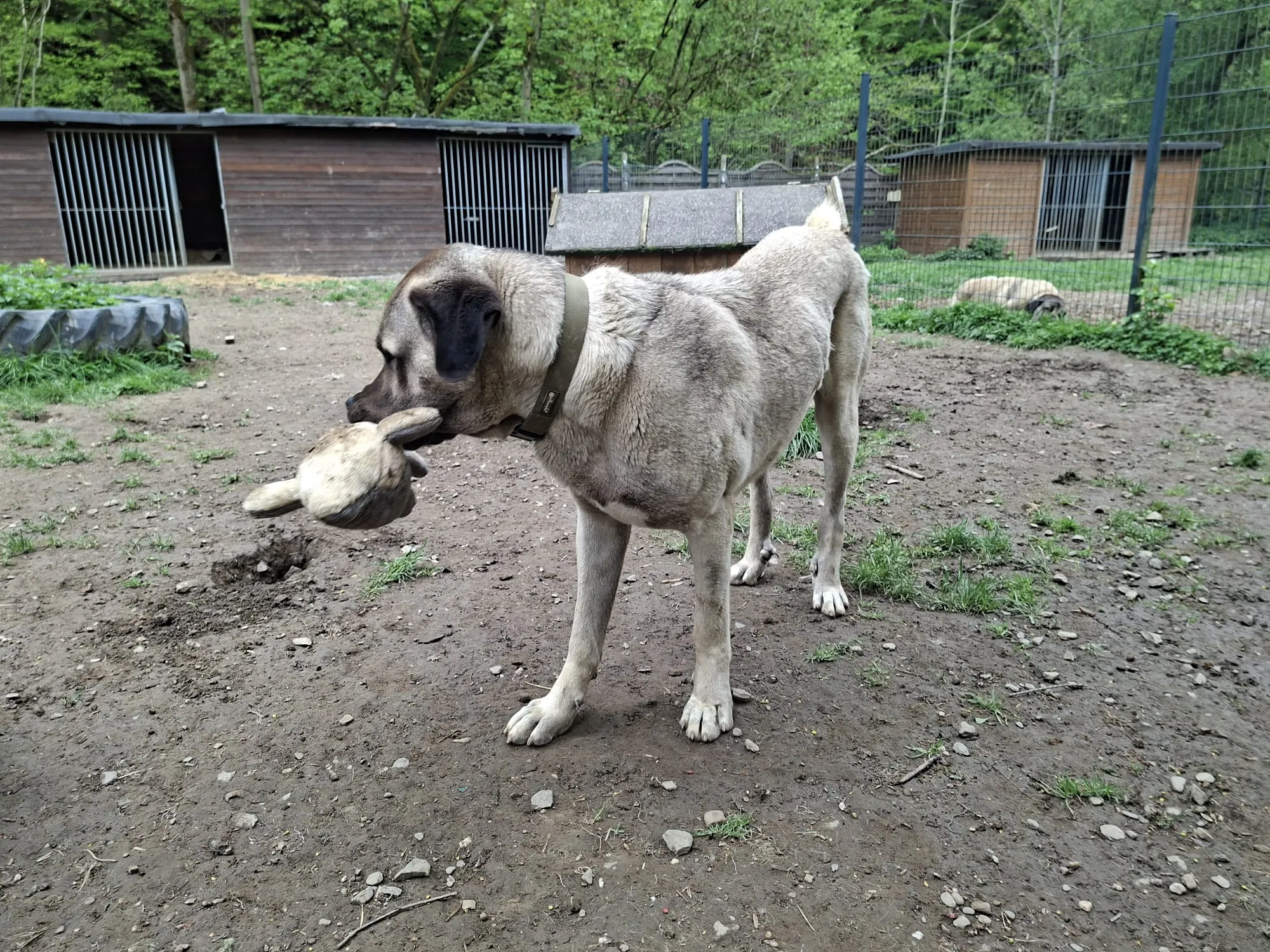 Ein großer, hellbrauner Kangal-Hund steht im Tierheim und hält einen abgenagten Knochen im Maul.