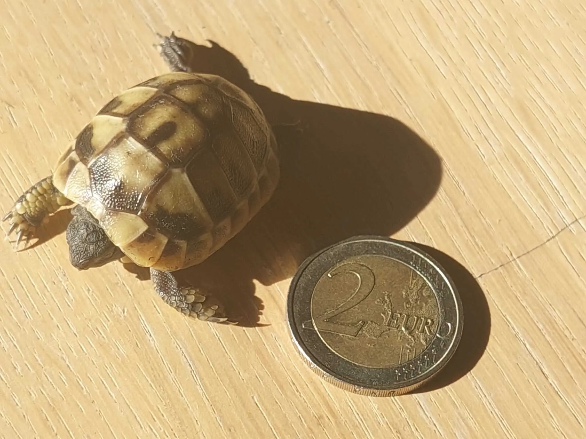 Junger Landschildkröte neben einer Zwei-Euro-Münze auf hellem Holzboden, um die geringe Größe zu veranschaulichen.