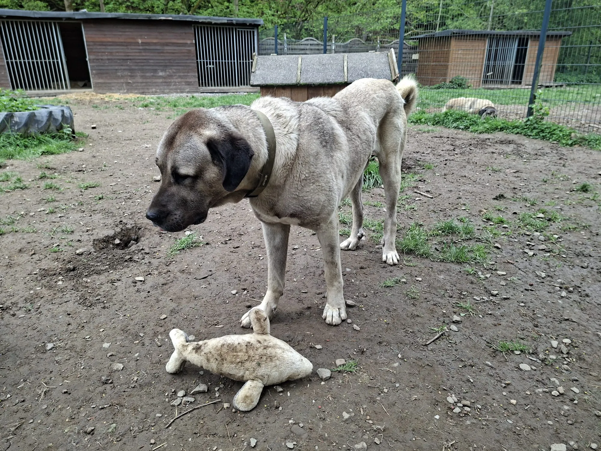 Beiger Kangal-Hund steht auf einem sandigen Hof und blickt auf ein Stofffischspielzeug vor sich. Im Hintergrund sind mehrere Hundehütten zu sehen.