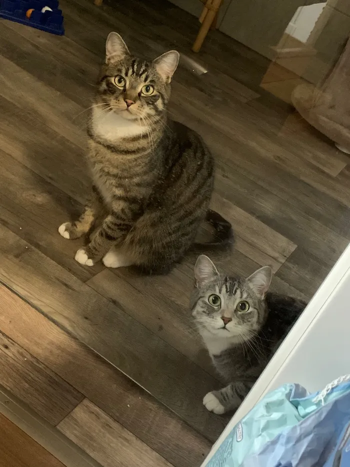 Zwei Katzen sitzen auf einem Holzboden und blicken in die Kamera. Die größere Katze hat ein getigertes Fell, die kleinere ist grau.