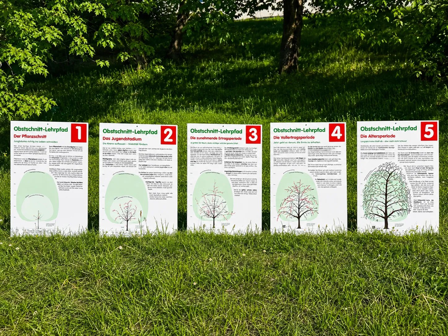 Fünf Informationstafeln zeigen die verschiedenen Phasen des Obstbaumschnitts, von der Pflanzung bis zur Altersperiode, jeweils mit Illustrationen von Bäumen und Texten.