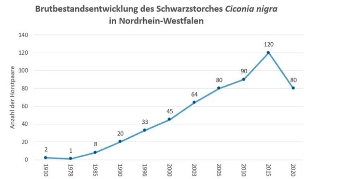 Linienförmiger Verlauf der Brutpaarzahlen des Schwarzstorchs in Nordrhein-Westfalen von 1970 bis 2020, mit deutlichem Anstieg von 2 auf 80 Brutpaare.
