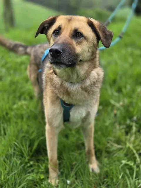 Heller, mittelgroßer Mischlingshund mit braunem Kopf und beigem Körper sitzt auf einer grünen Wiese und blickt zur Seite. Er trägt ein blaues Geschirr und ist an einer blauen Leine befestigt.