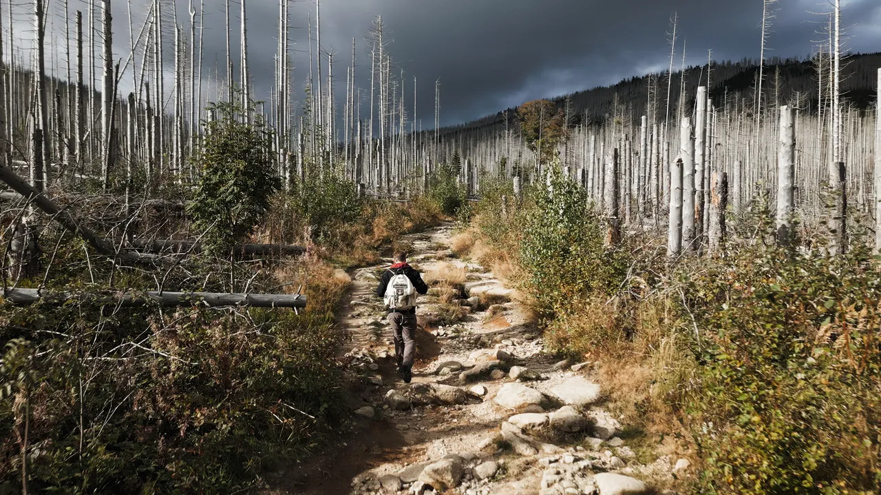Eine Person mit Rucksack wandert auf einem steinigen Pfad durch einen Wald aus abgestorbenen Baumstämmen unter einem dunklen Himmel.
