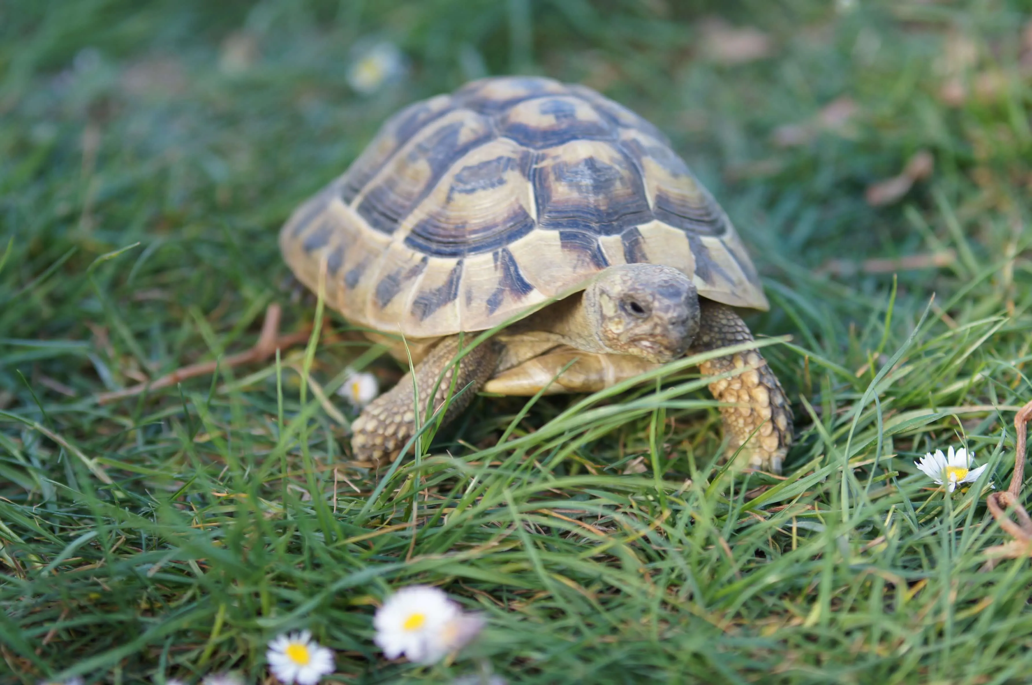 Eine Landschildkröte mit gemustertem Panzer frisst Gras auf einer Wiese mit Gänseblümchen.