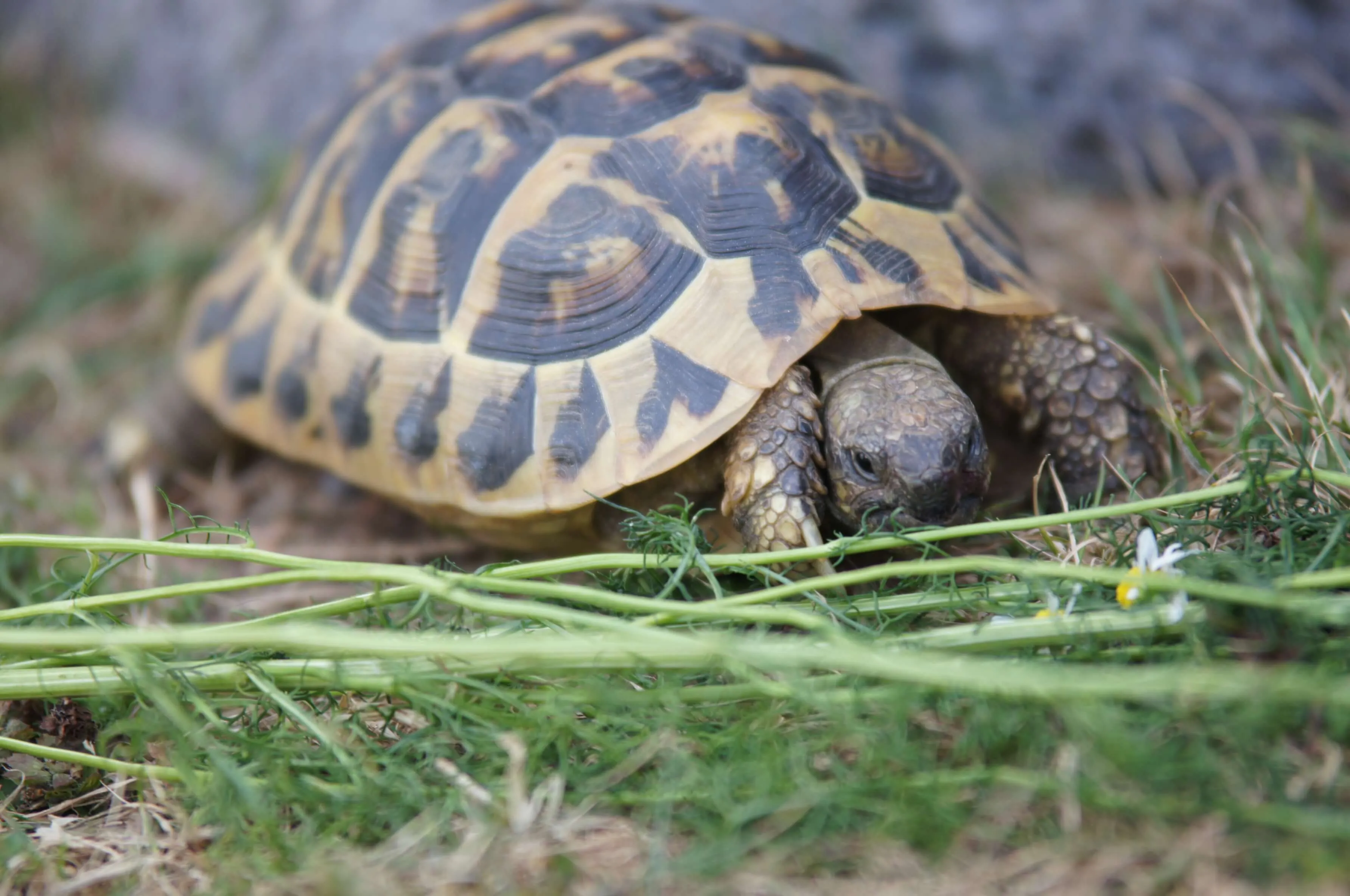 Eine Landschildkröte frisst Gras im Frühling. Ihr gepanzertes Gehäuse weist ein Muster aus braunen und gelben Flecken auf.