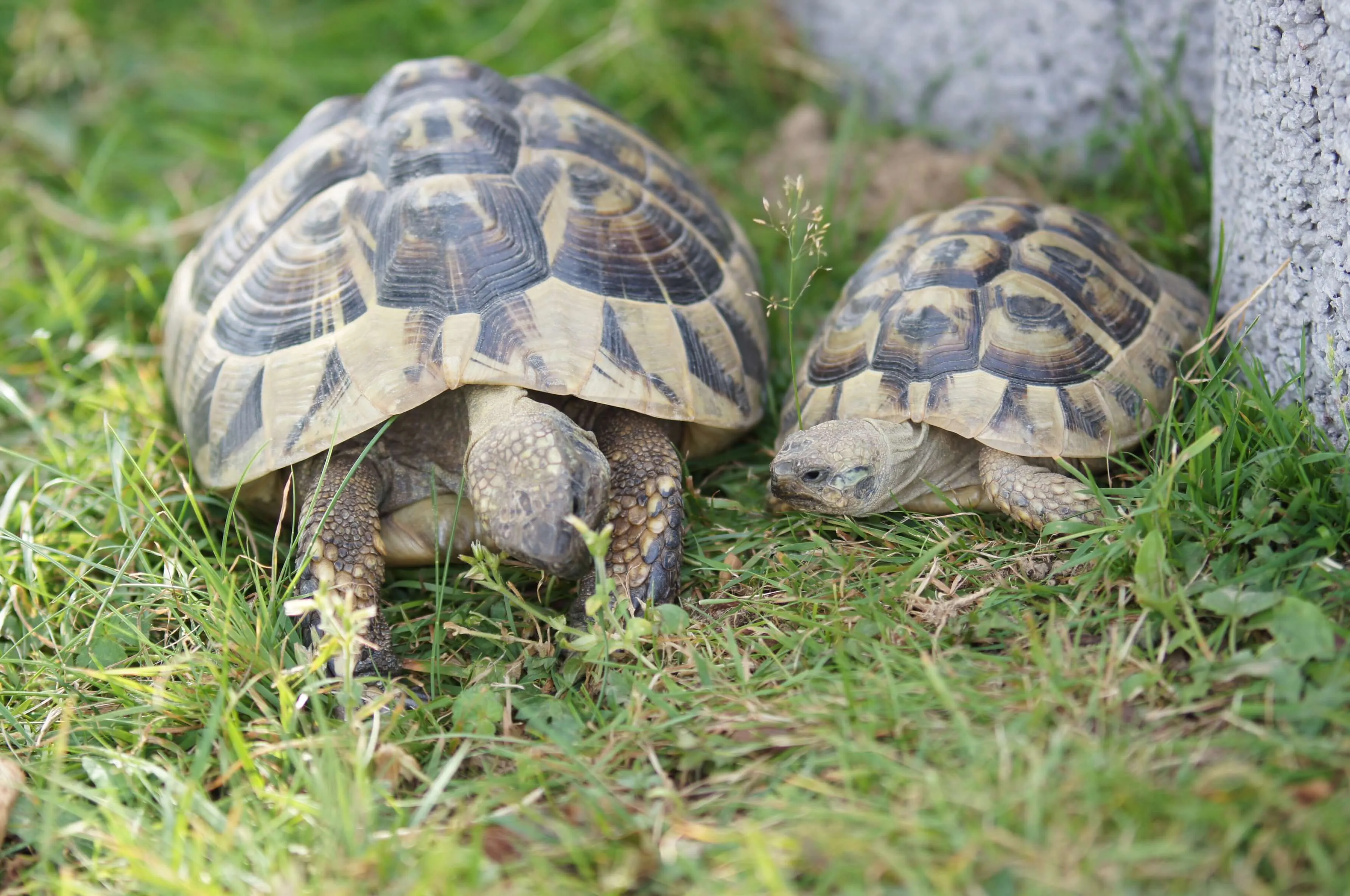 Zwei Landschildkröten fressen auf einer grünen Wiese. Die größere Schildkröte befindet sich im Vordergrund, die kleinere rechts daneben.