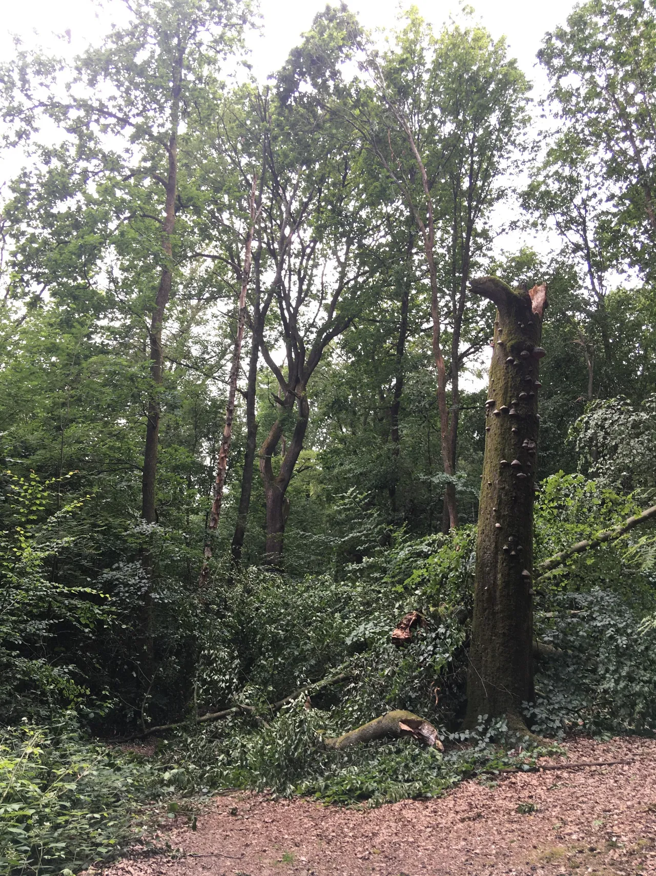 Ein hoher, kahler Baumstamm mit Pilzbefall steht im Eichholzwald zwischen anderen Bäumen. Im Hintergrund sind weitere Bäume und dichtes Grün zu sehen.
