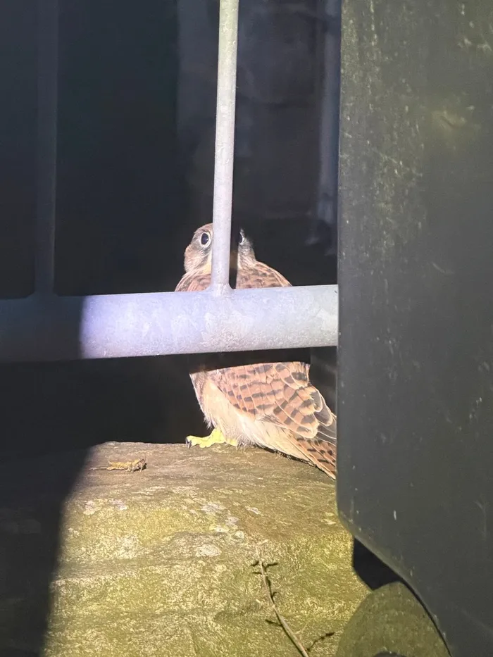Ein Turmfalke sitzt auf einem Stein vor einem dunklen Container und blickt zur Seite. Das Tier hat braunes und weißes Gefieder und gelbe Füße.