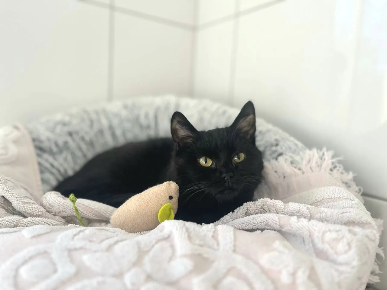 Schwarze Katze mit gelben Augen liegt in einem weichen, hellen Katzenbett und blickt in die Kamera. Neben ihr liegt ein Stoffmaus-Spielzeug.