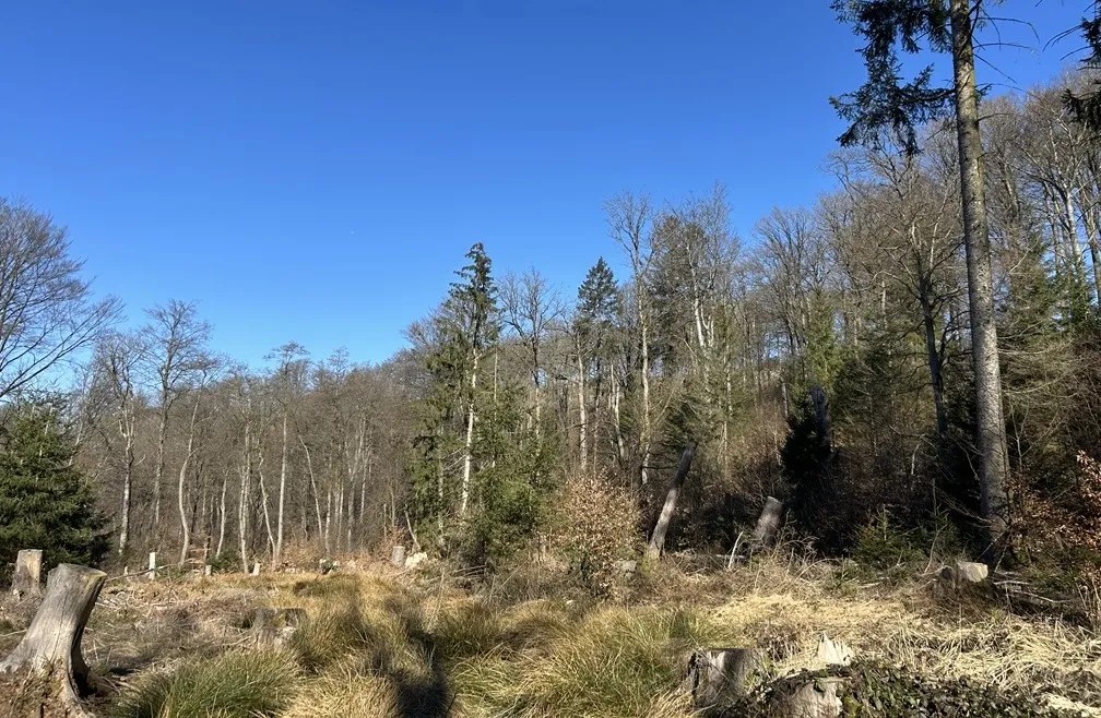 Lichtdurchflutete Waldlandschaft mit kahlen und vereinzelten immergrünen Bäumen, Baumstümpfen und trockenem Unterholz. Im Hintergrund ein klarer, blauer Himmel.