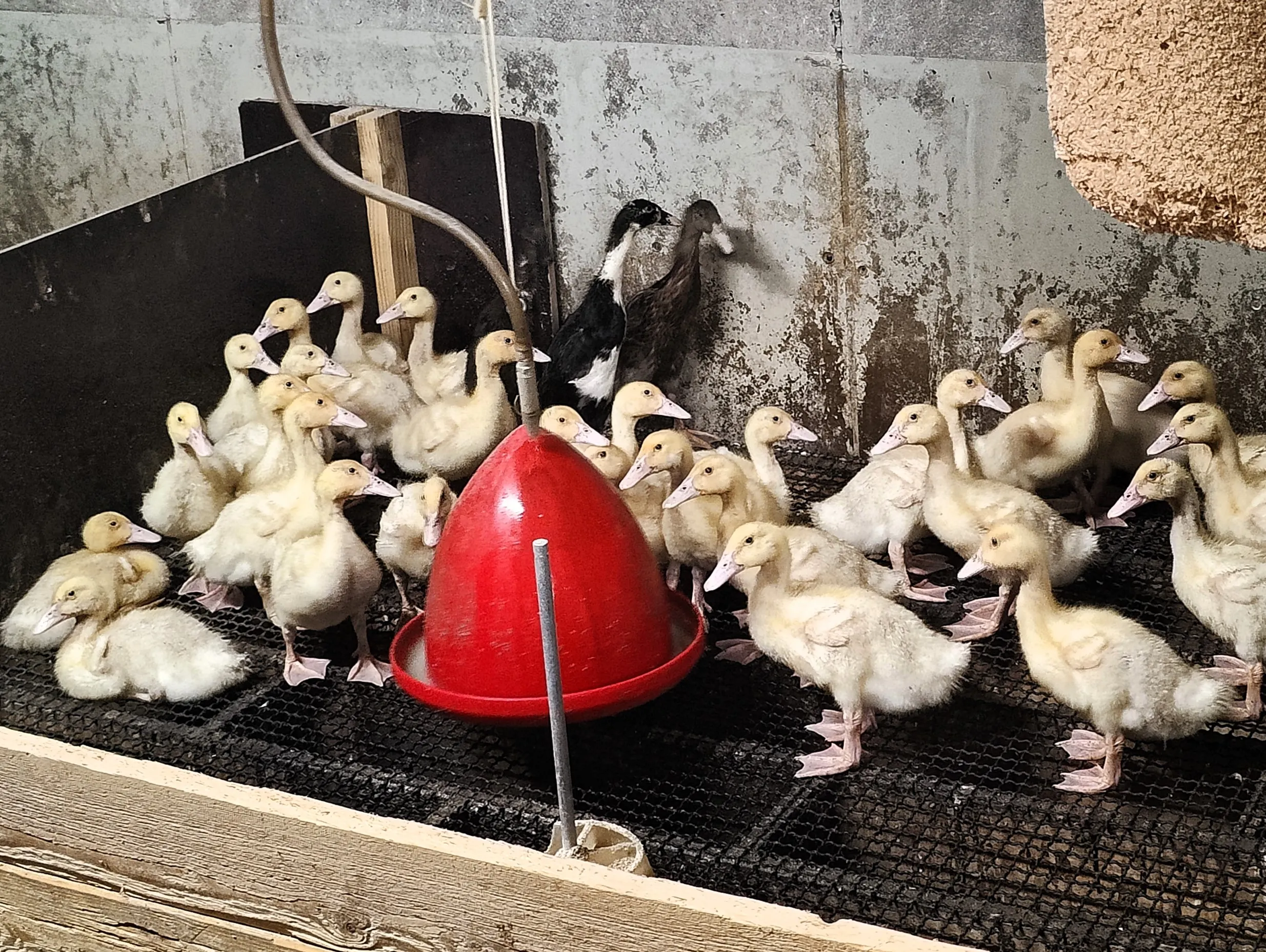 Eine Gruppe gelber Küken drängt sich um einen roten Tränkebehälter in einem Stall.