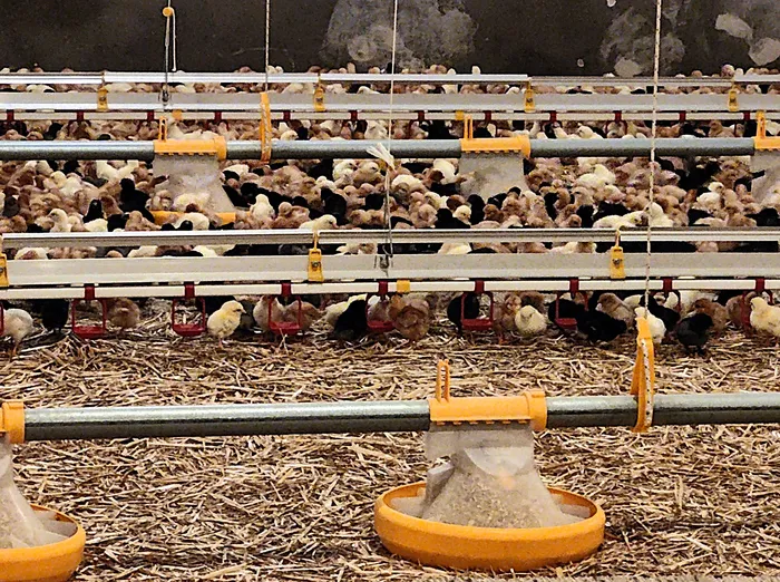 Reihen von Masthühnern in einer hellen, mit Stroh bedeckten Halle. Futter- und Tränkebehälter sind zwischen den Tieren platziert.