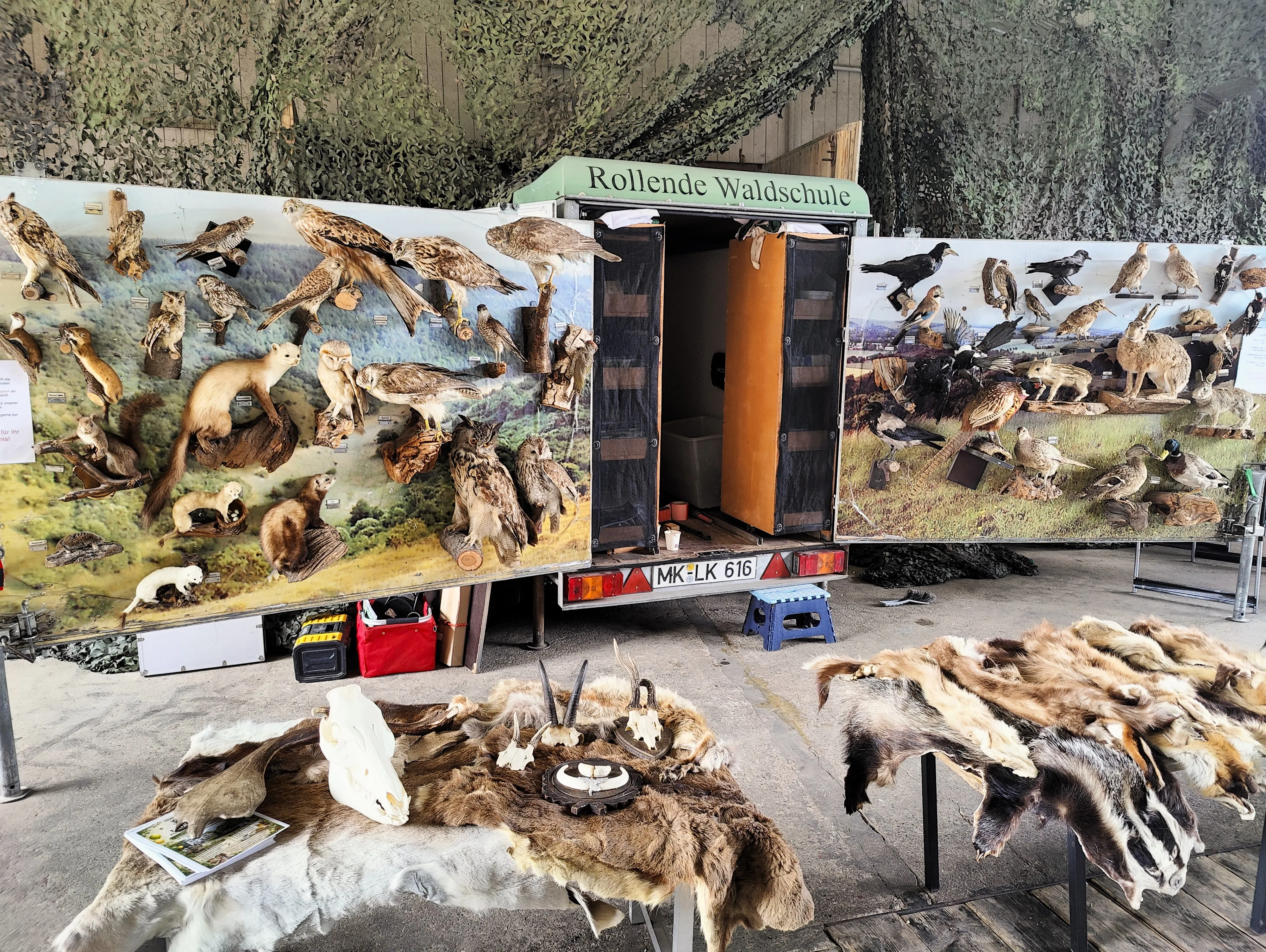 Ausgestopfte Vögel und Säugetiere an einer Wand und auf einem Anhänger mit der Aufschrift „Rollende Waldschule“, davor ausgelegte Tierfelle und Schädel.