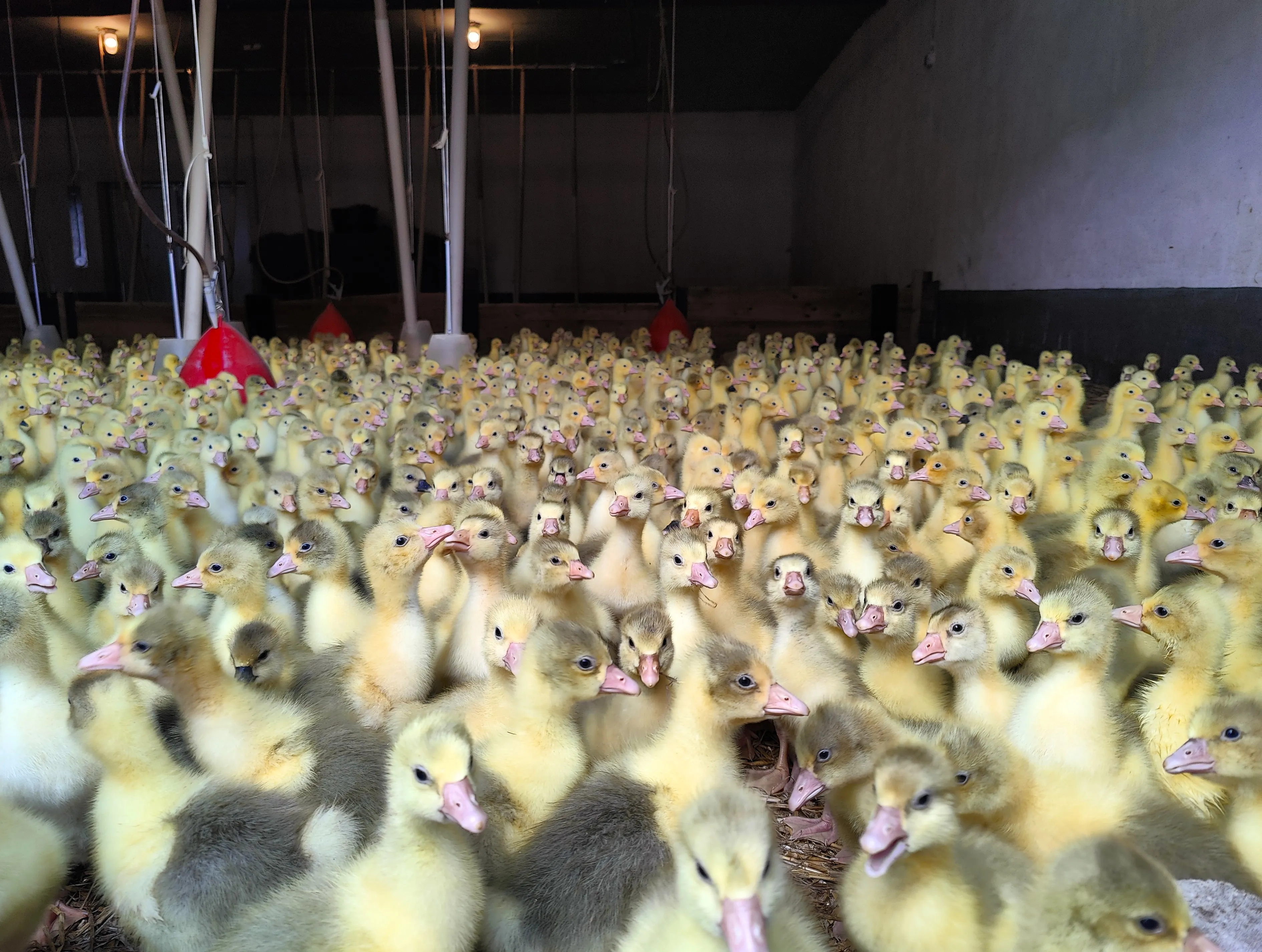 Eine große Gruppe gelber und grauer Küken drängt sich in einem hellen Stall zusammen. Im Hintergrund sind rote Futter- und Tränkebehälter zu sehen.