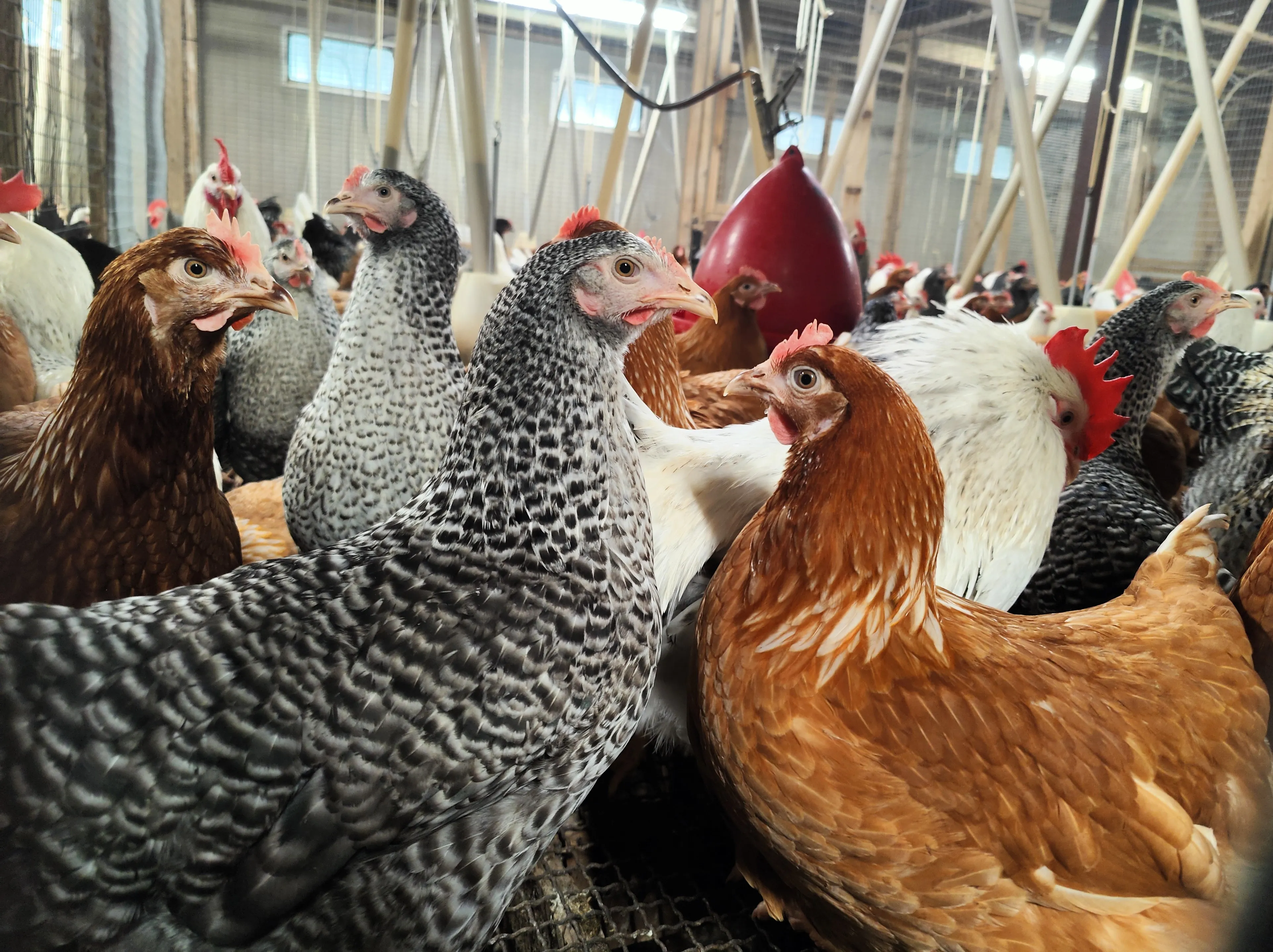 Nahaufnahme einer Gruppe Hühner verschiedener Farben in einem Stall, die zum Betrachter blicken.