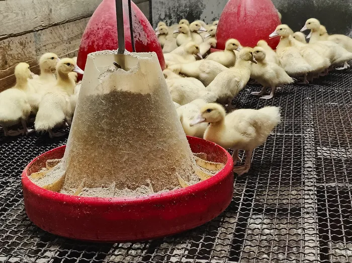 Eine Gruppe gelber Küken drängt sich um einen roten Futterspender auf einem Gitterboden.