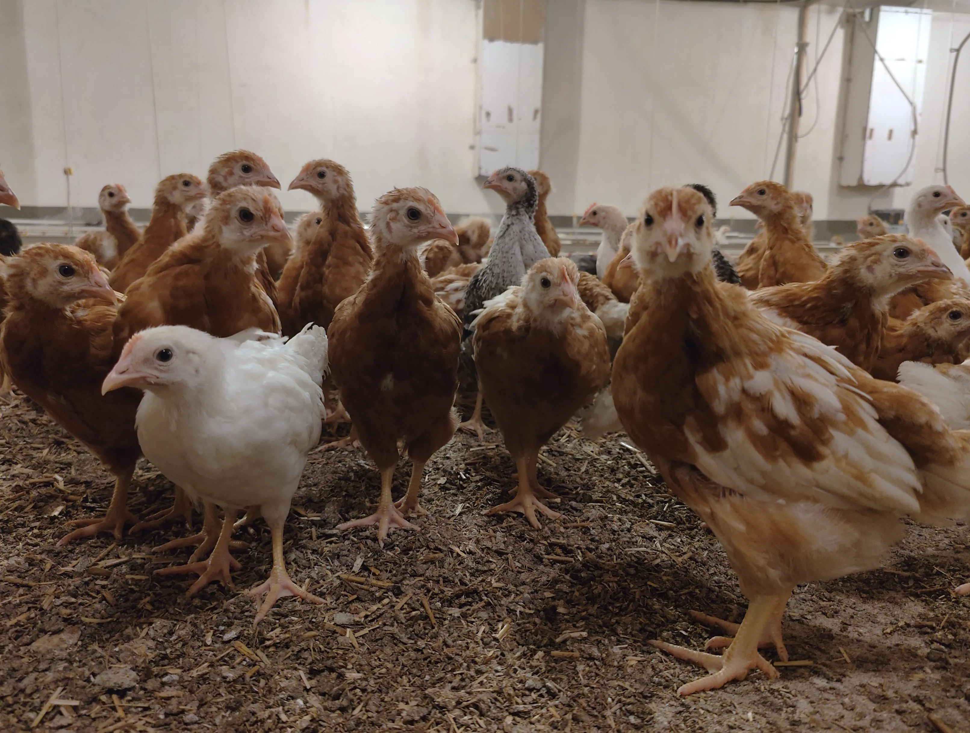 Eine Gruppe junger Hühner in verschiedenen Brauntönen und ein weißes Huhn stehen auf Streu in einem hellen Stall.