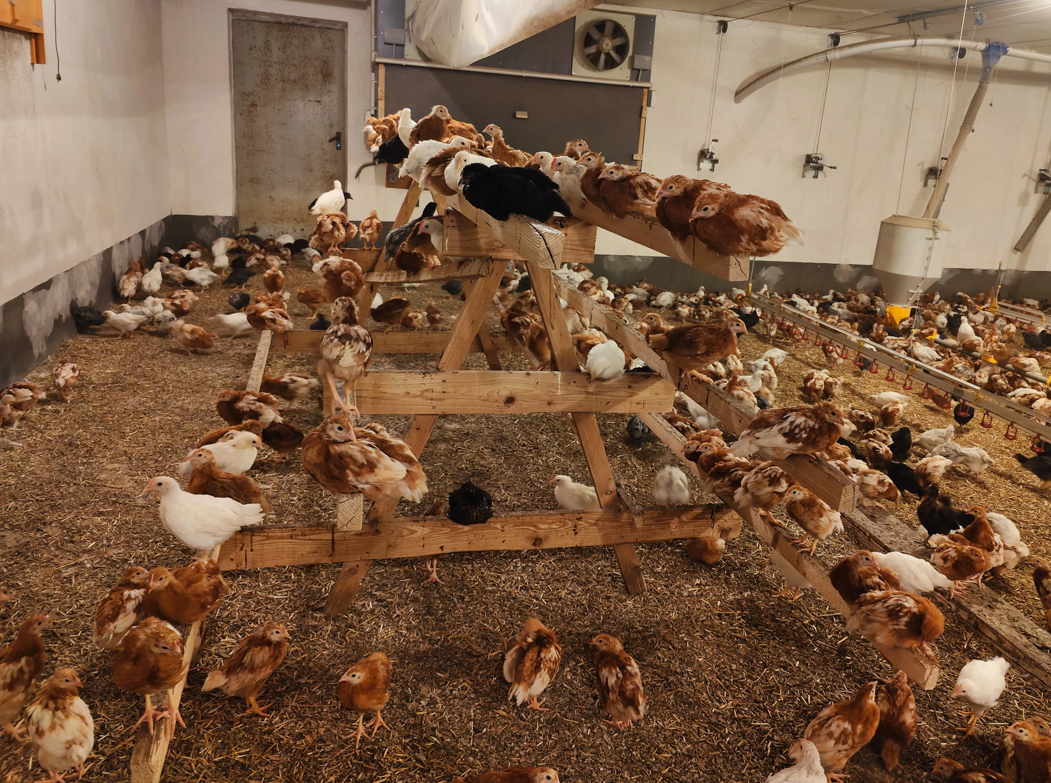 Viele Hühner und Küken klettern auf eine hölzerne Treppe in einem hellen Stall mit Stroh auf dem Boden.