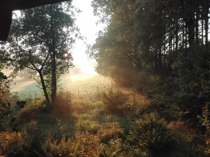 Sonnenlicht fällt durch Bäume auf eine Wiese mit hohem Gras und Farnen. Im Hintergrund ist Wasser zu sehen. Das Bild vermittelt eine natürliche, ländliche Szene.
