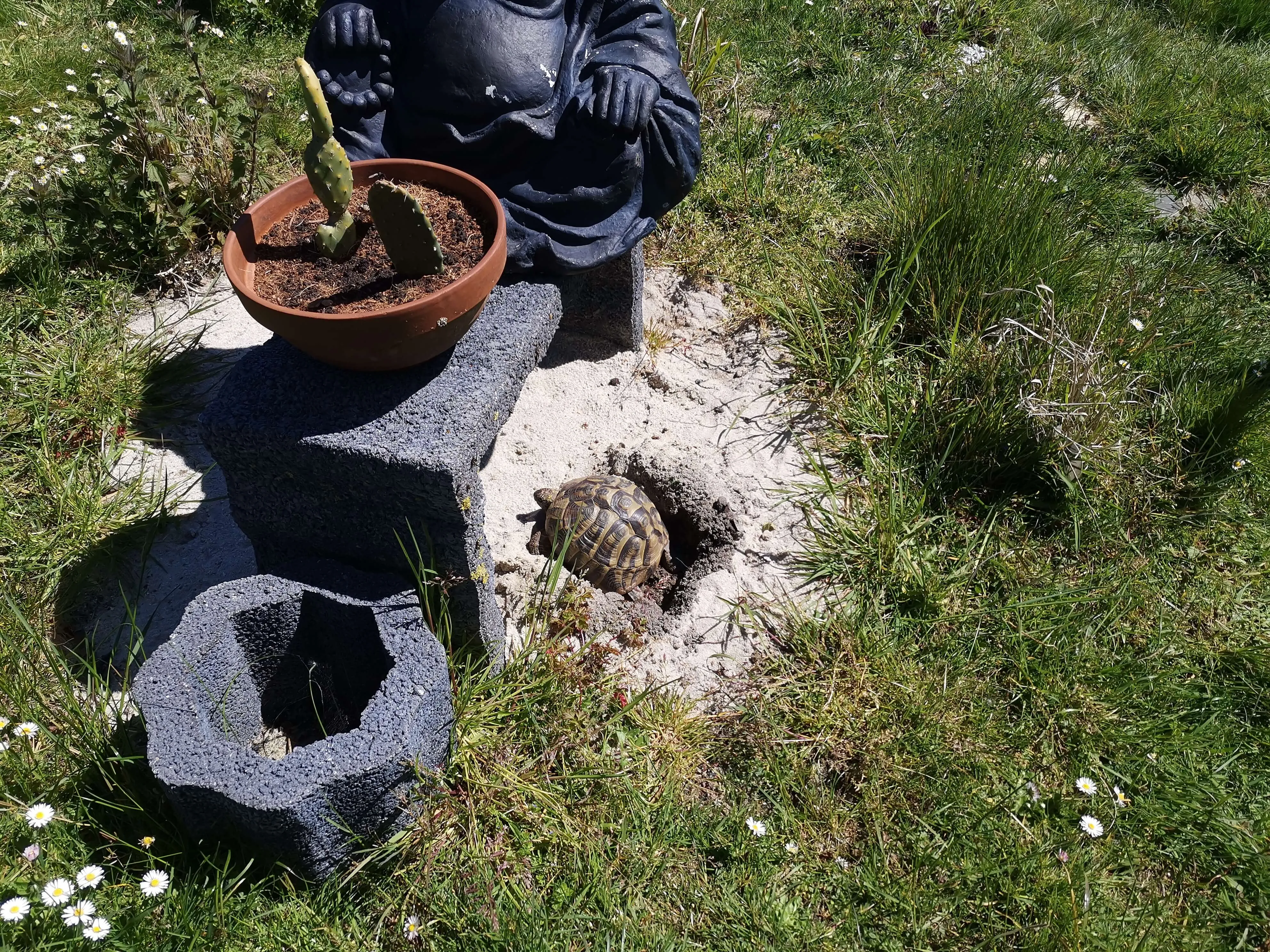Eine Landschildkröte verlässt ihr Winterquartier in der Nähe einer Buddha-Statue und eines Kakteen-Topfes im Gras.