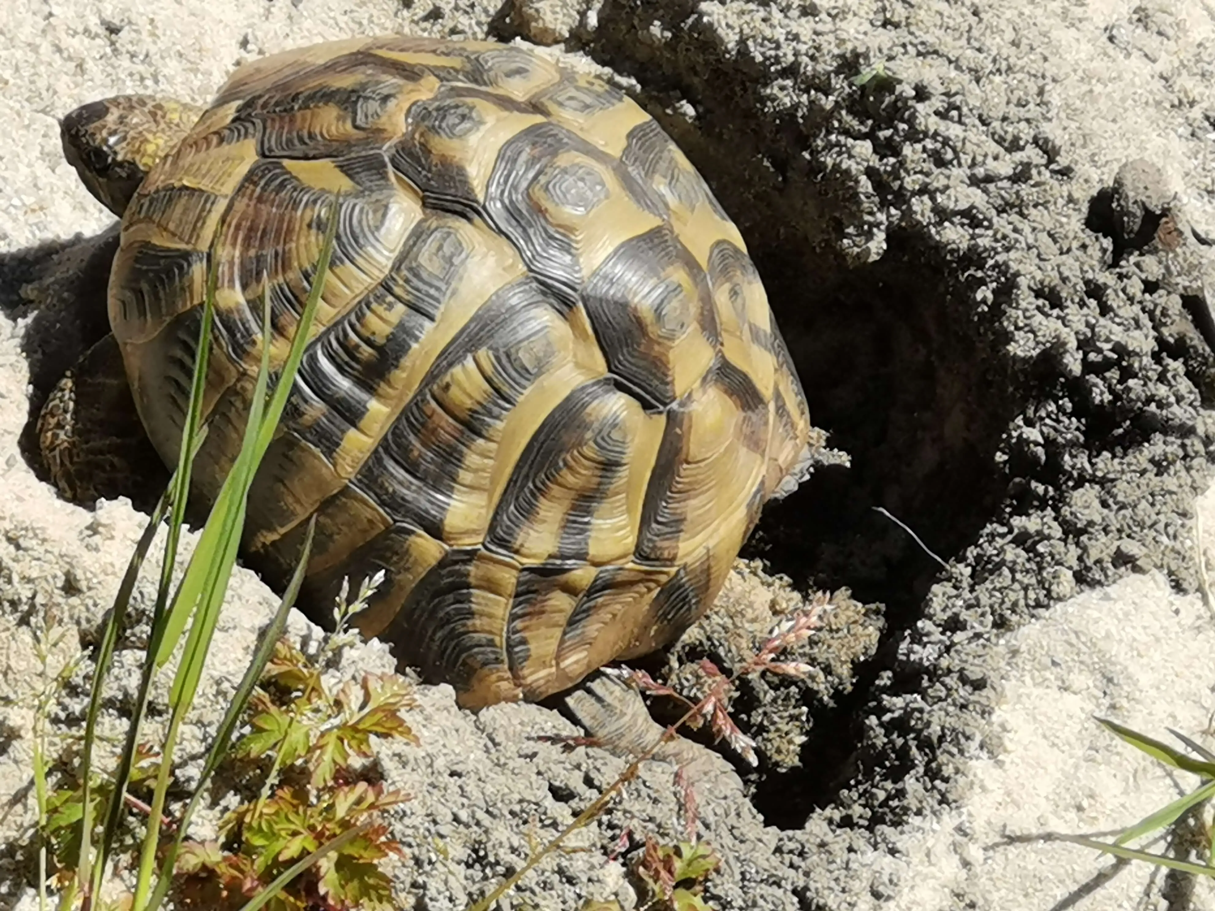 Eine Landschildkröte mit gemustertem Panzer liegt im Sand und frisst Gras.