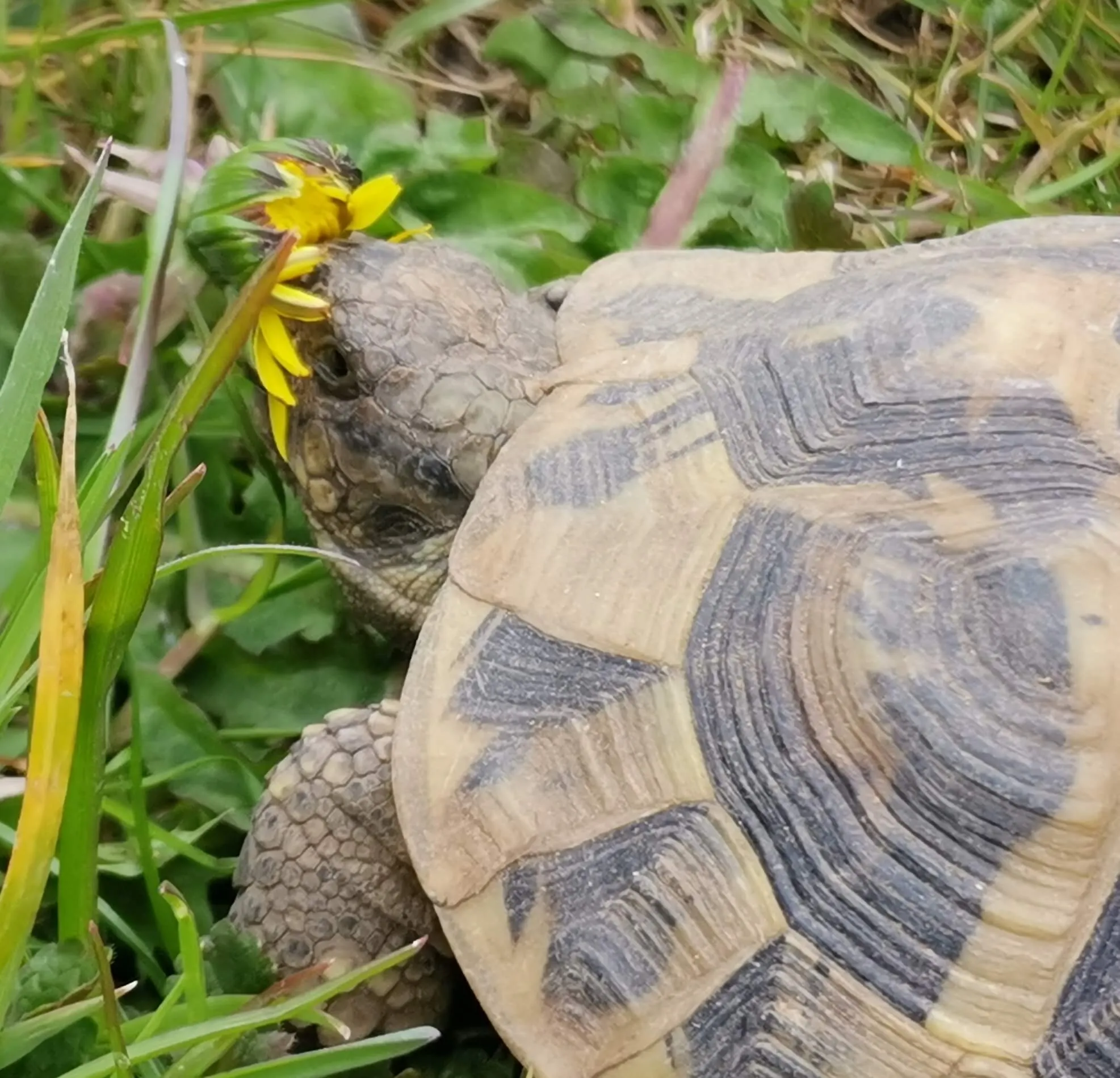 Eine Landschildkröte kriecht im Gras neben einer gelben Pusteblume. Das Tier hat ein gemustertes, braunes und beiges Panzer.