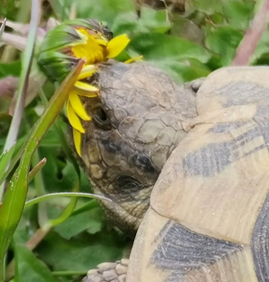 Eine Landschildkröte mit gemustertem Panzer trägt eine gelbe Pusteblume auf dem Kopf, umgeben von grünem Gras.