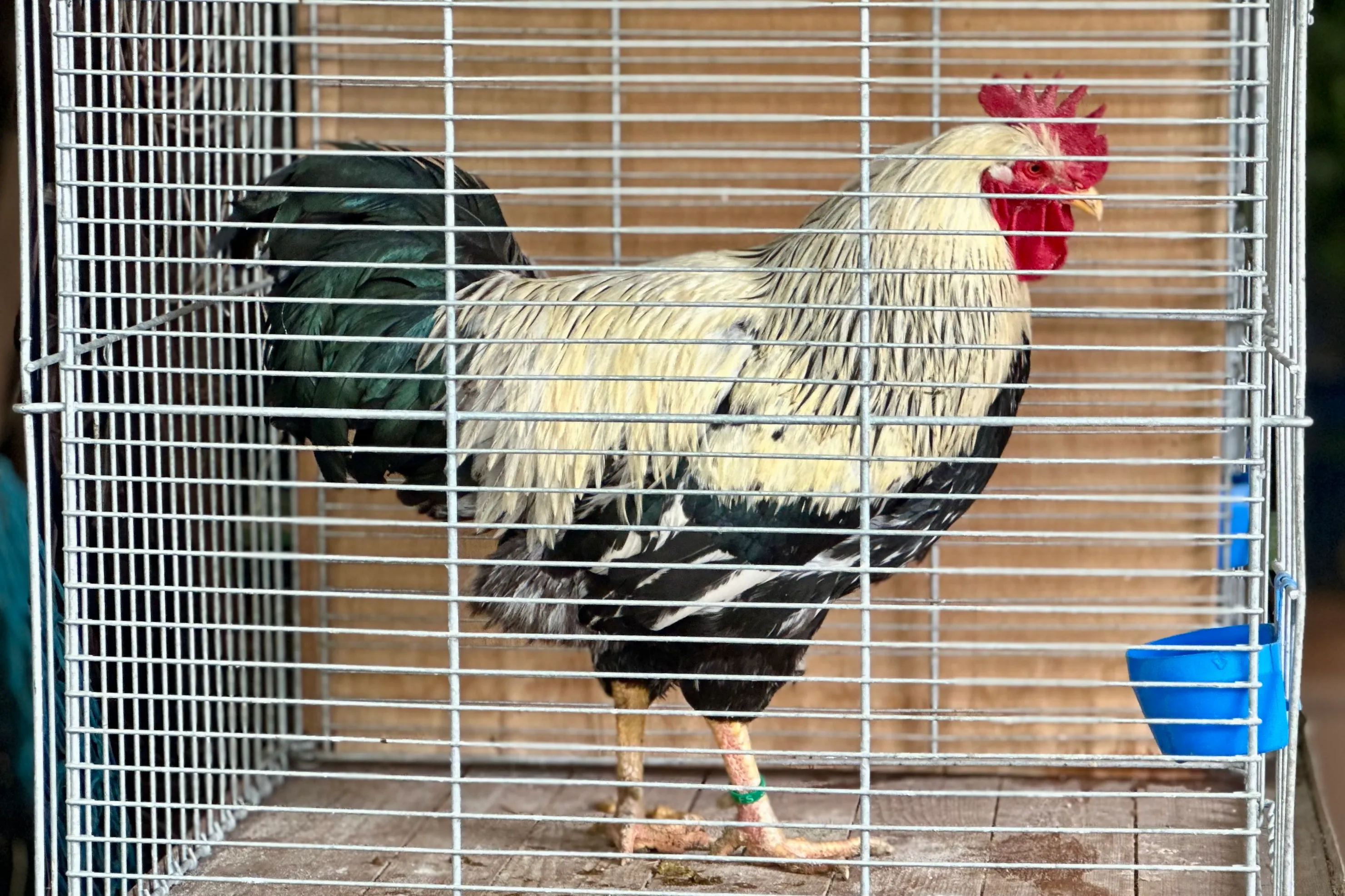 Ein Hahn mit schwarzem, weißem und grünem Gefieder steht in einem Metallkäfig. Er hat einen roten Kamm und einen gelben Schnabel.