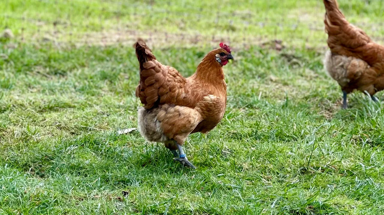 Ein braunes Huhn mit rotem Kamm pickt auf einer grünen Wiese. Im Hintergrund ist ein weiteres Huhn zu sehen.