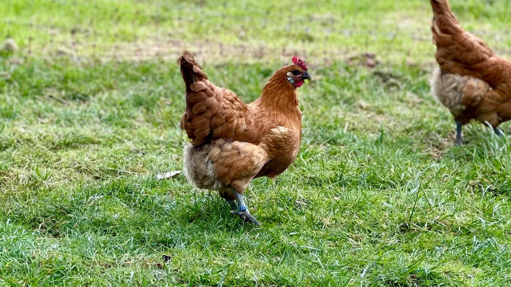 Ein braunes Huhn mit rotem Kamm pickt auf einer grünen Wiese. Im Hintergrund ist ein weiteres Huhn zu sehen.