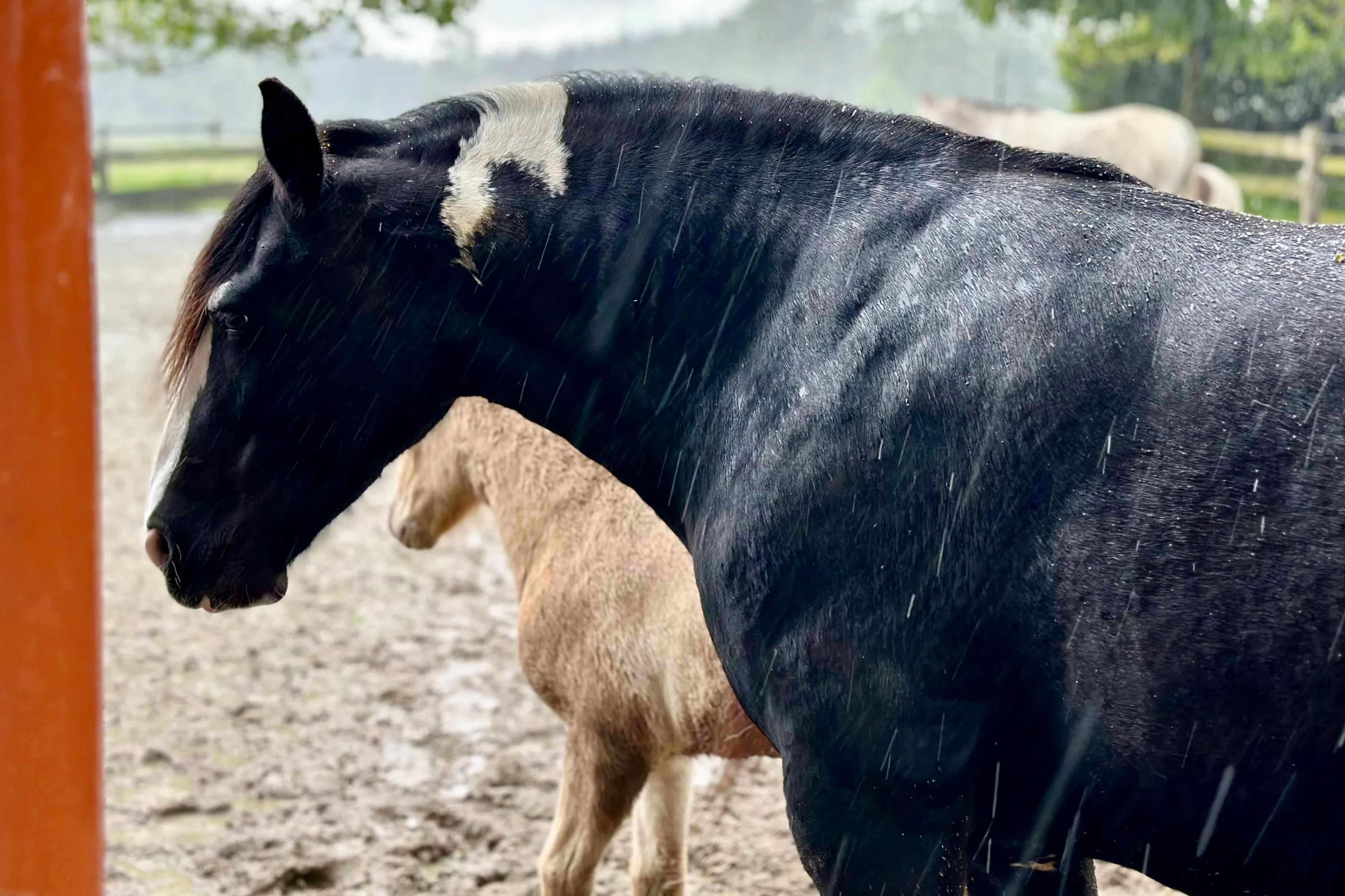 Schwarz-weißes Pferd steht im Regen unter einem Unterstand, während ein weiteres Pferd im Hintergrund zu sehen ist.
