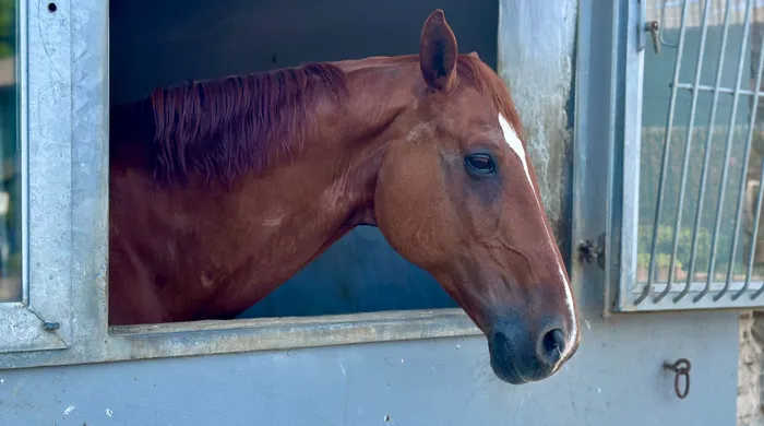 Ein braunes Pferd schaut aus einer blaugrauen Stalltür. Das Tier hat eine weiße Blesse im Gesicht.