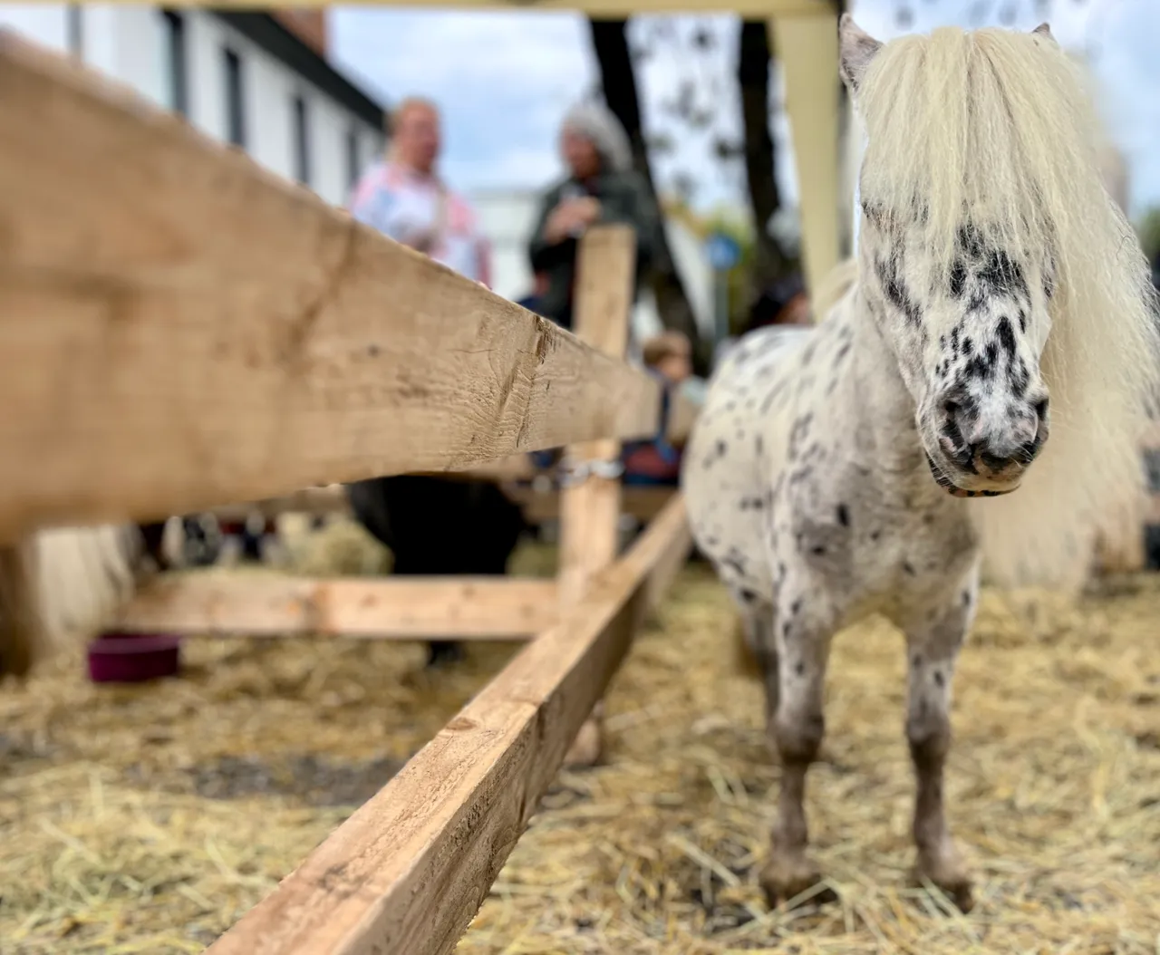Ein geschecktes Pony steht vor einem Holzzaun auf einem mit Stroh bedeckten Untergrund. Im Hintergrund sind verschwommen Menschen zu erkennen.