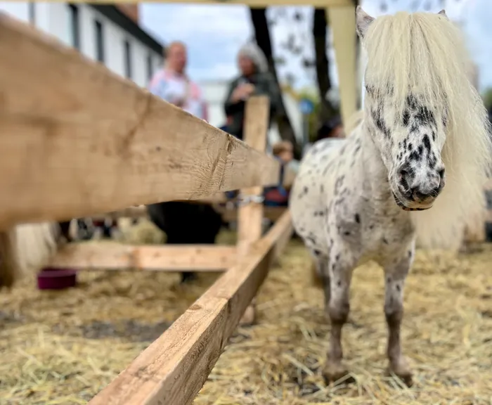 Ein geschecktes Pony steht vor einem Holzzaun auf einem mit Stroh bedeckten Untergrund. Im Hintergrund sind verschwommen Menschen zu erkennen.