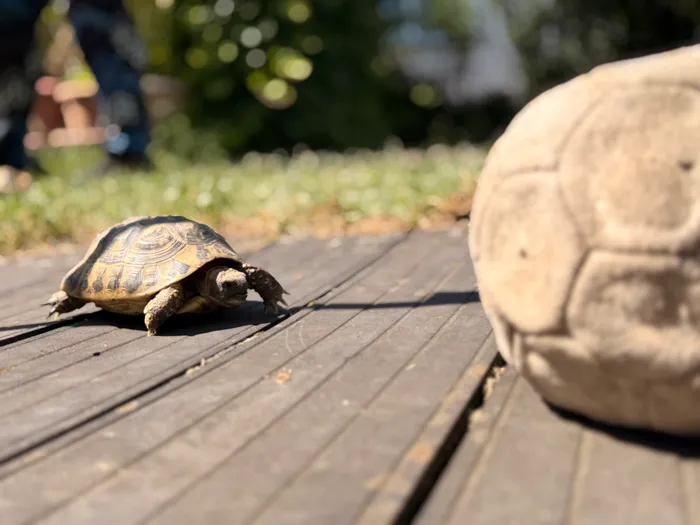Eine Landschildkröte bewegt sich auf einem Holzboden in Richtung eines Fußballs. Im Hintergrund ist grünes Gras und eine Person zu sehen.