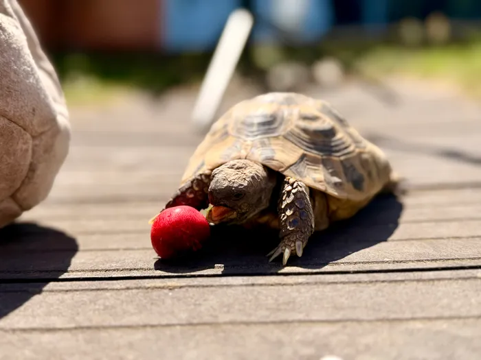 Eine Landschildkröte frisst eine rote Erdbeere auf einer Holzterrasse. Im Hintergrund ist ein Teil eines menschlichen Beins und grünes Gras zu sehen.