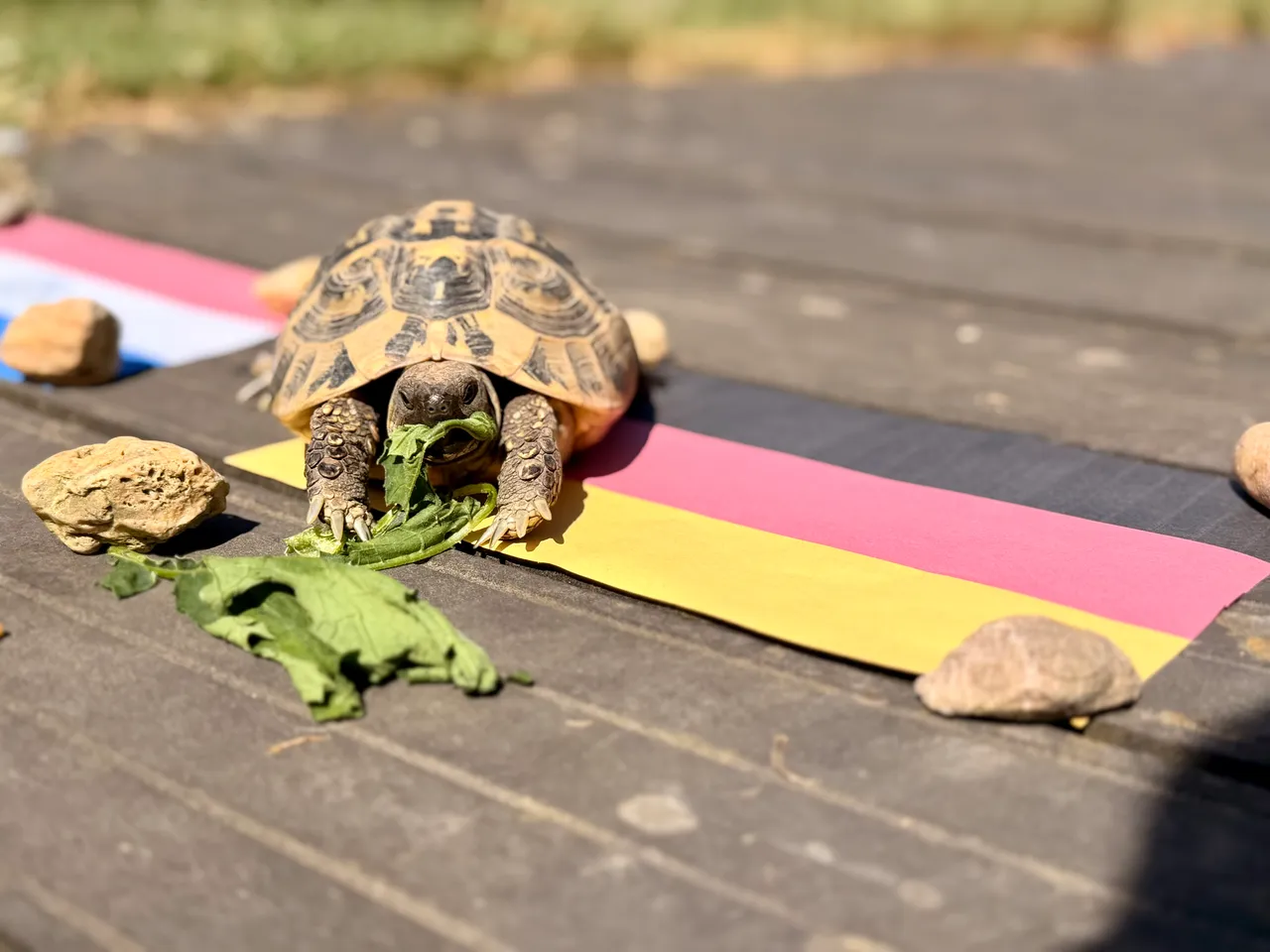 Eine kleine Landschildkröte frisst auf einer Holzterrasse, die mit den Farben der deutschen Flagge bemalt ist. Um die Schildkröte liegen kleine Steine und Blätter.