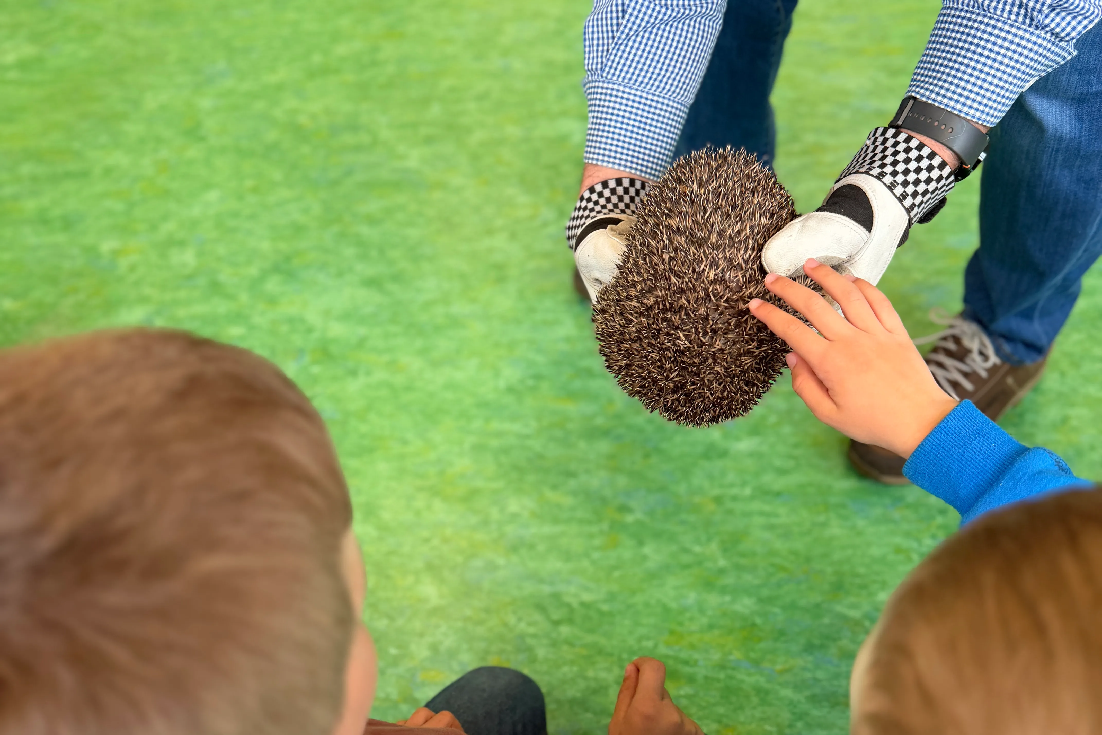 Ein Igel wird von einer Person in Handschuhen gehalten, während Kinder zusehen. Die Stacheln des Igels sind deutlich sichtbar.