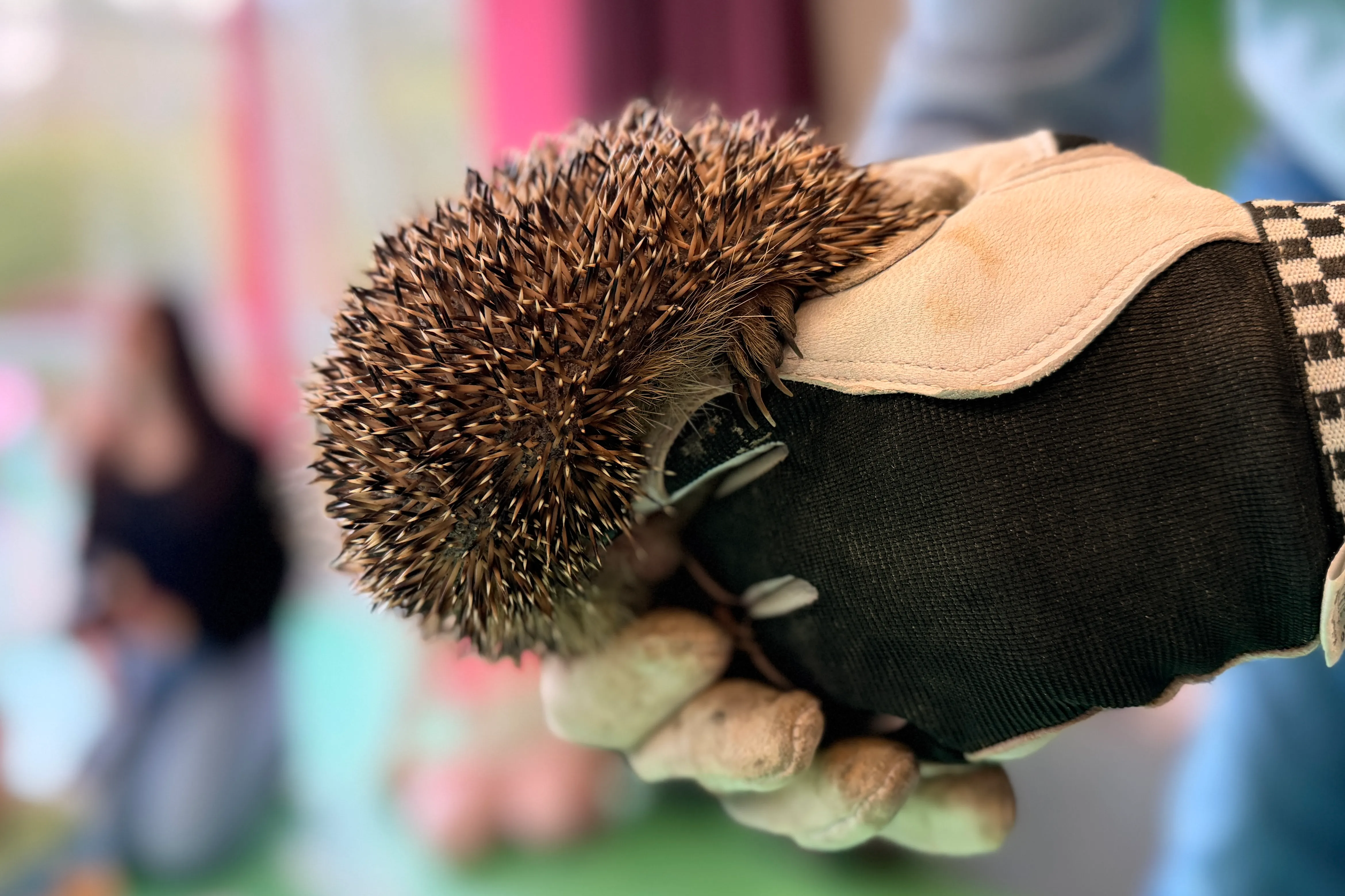 Ein Igel mit Stacheln liegt in der Hand einer Person mit einem Arbeitshandschuh.