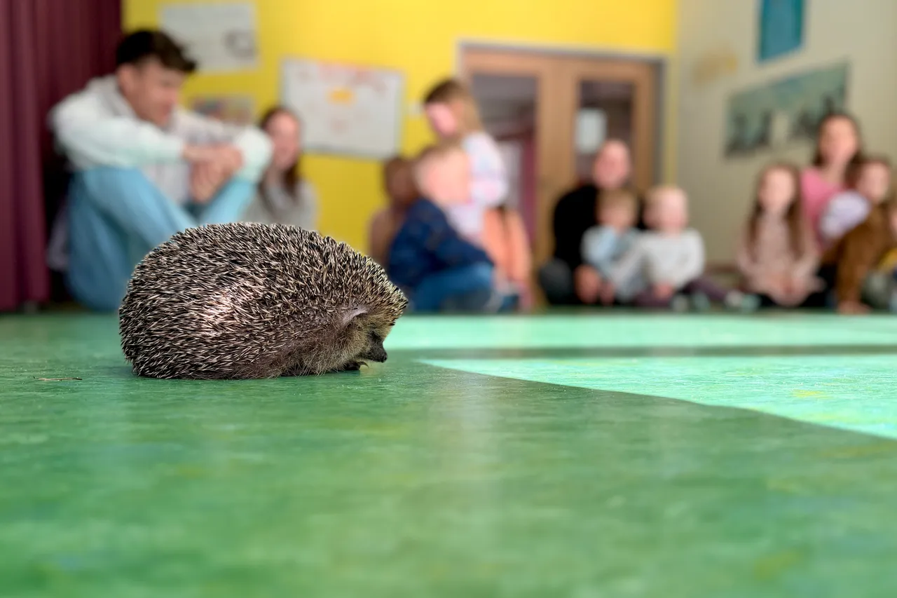Ein Igel bewegt sich auf einem grünen Boden vor einer Gruppe von Menschen in einem hellen Raum.