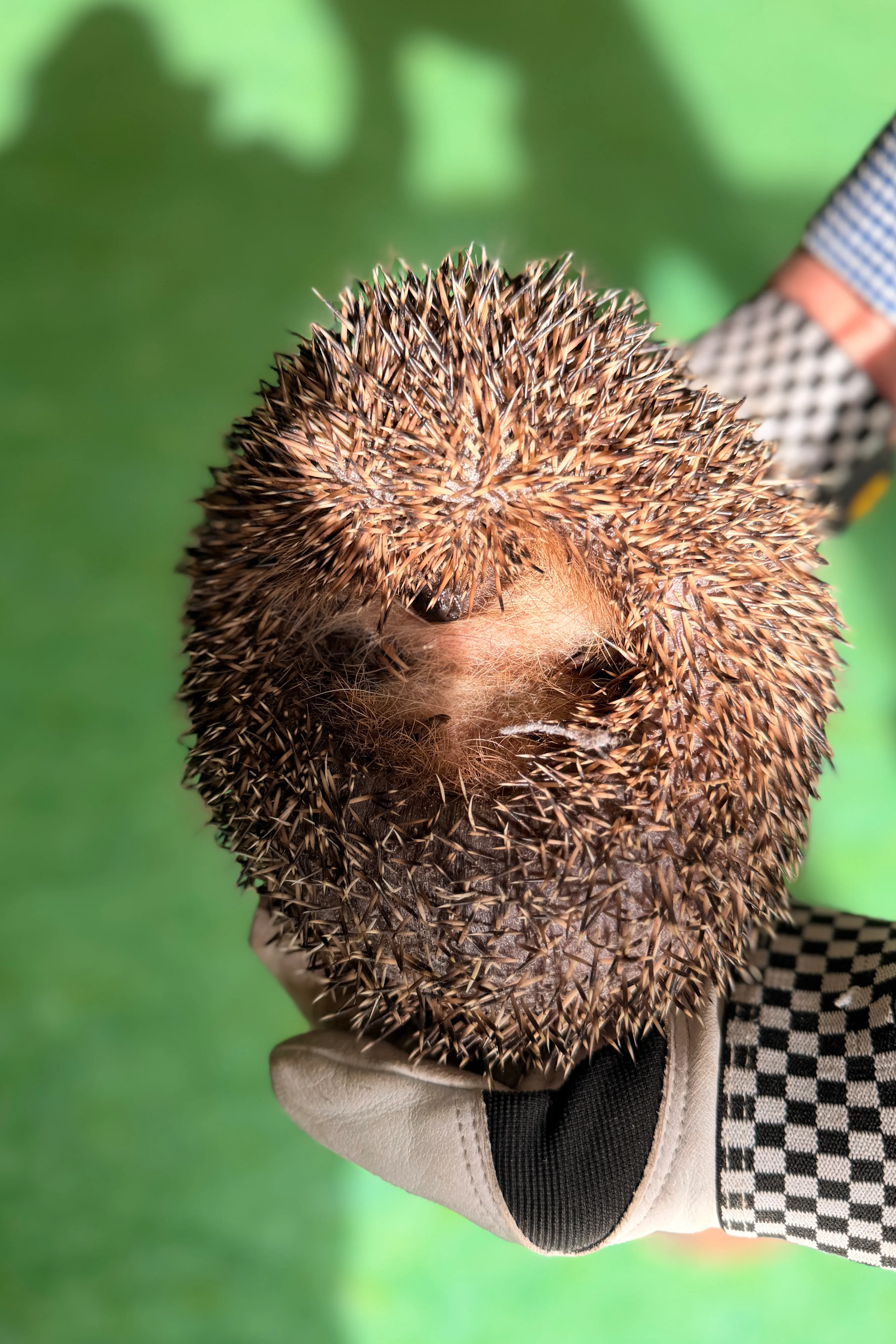Ein Igel rollt sich zu einer Kugel zusammen und versteckt sein Gesicht, während er in einer Hand gehalten wird.