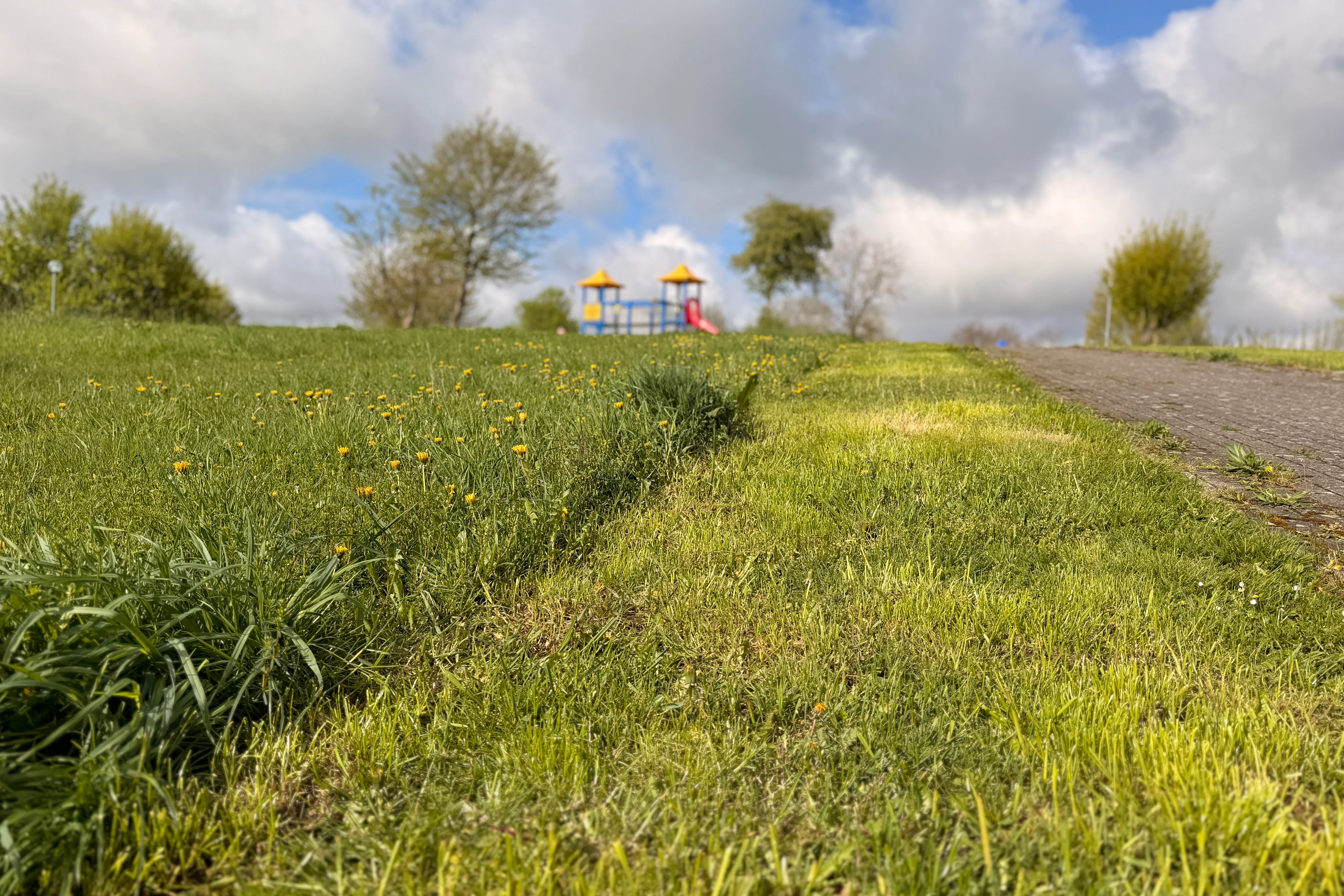 Grüne Grasfläche mit vereinzelten gelben Blumen geht in einen Fußweg über, im Hintergrund ein Spielplatz unter Bäumen.